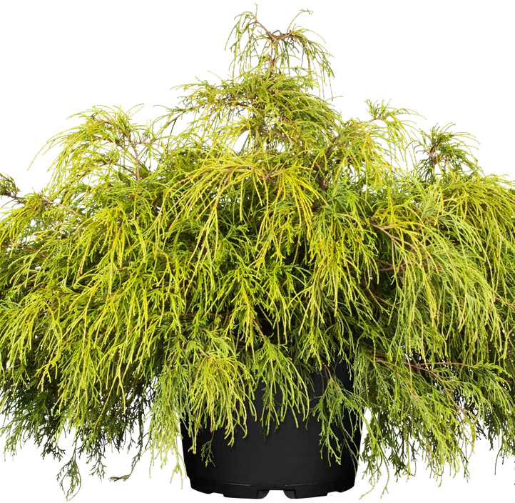 Grüne Fadenzypresse 'Filifera Nana' Grüne Fadenzypresse 'Filifera Nana'