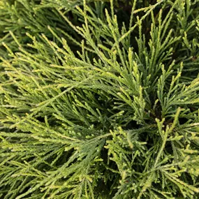 Chamaecyparis pisifera filifera Nana