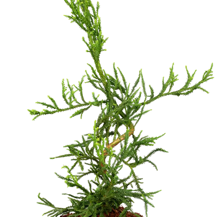 Korkenzieher-Sicheltanne 'Rasen'