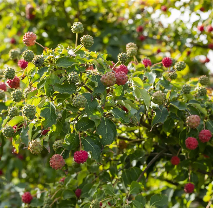 Japanischer Blumen-Hartriegel 'Milky Way'