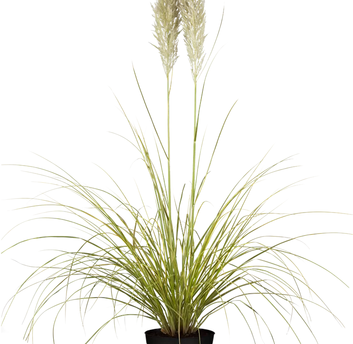 Garten-Pampasgras 'Golden Comet'  Garten-Pampasgras 'Golden Comet'