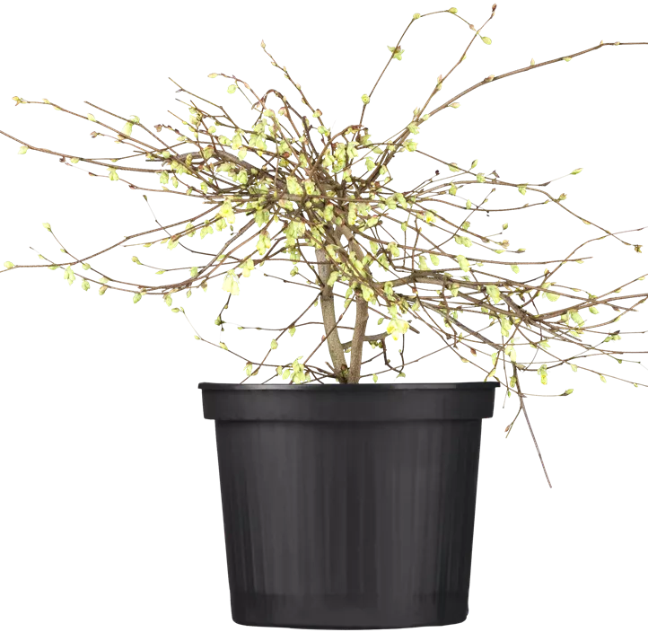 Niedrige Scheinhasel