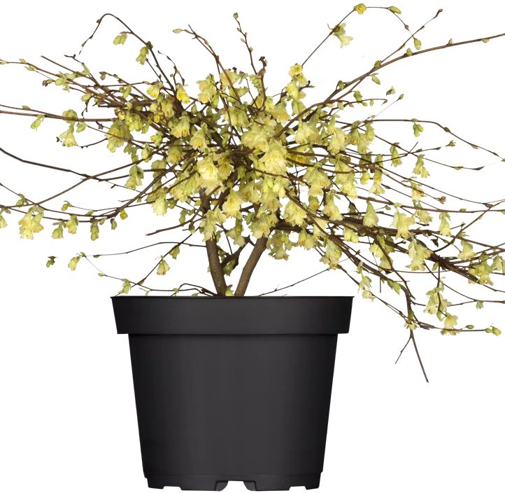 Niedrige Scheinhasel