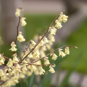 Corylopsis pauciflora Corylopsis pauciflora
