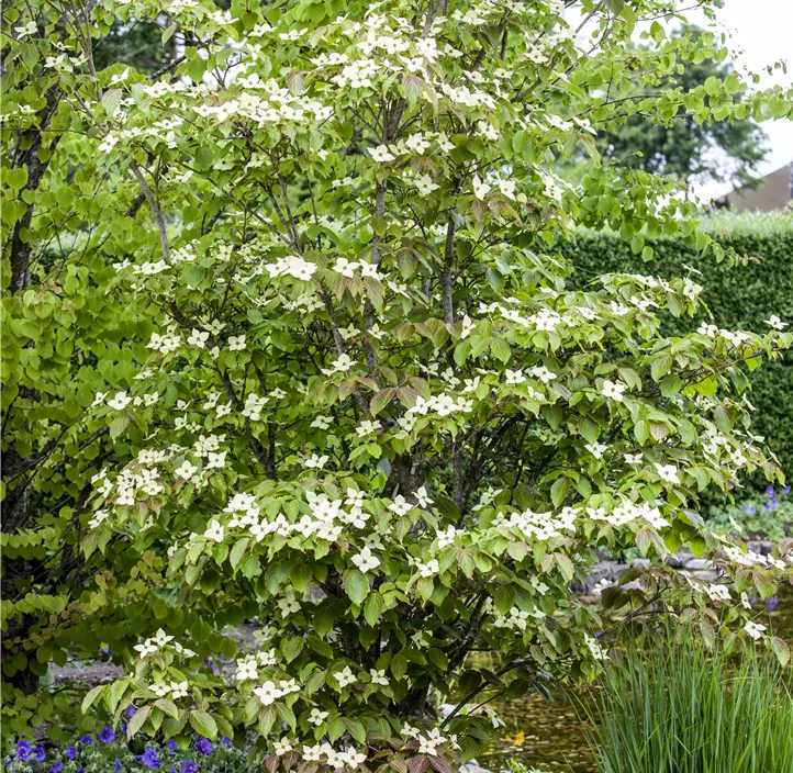 Japanischer Blumen-Hartriegel 'Teutonia'