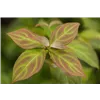 bellaflora Gartencenter GmbH