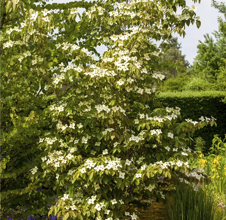 Japanischer Blumen-Hartriegel 'Teutonia'