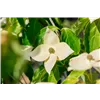 bellaflora Gartencenter GmbH