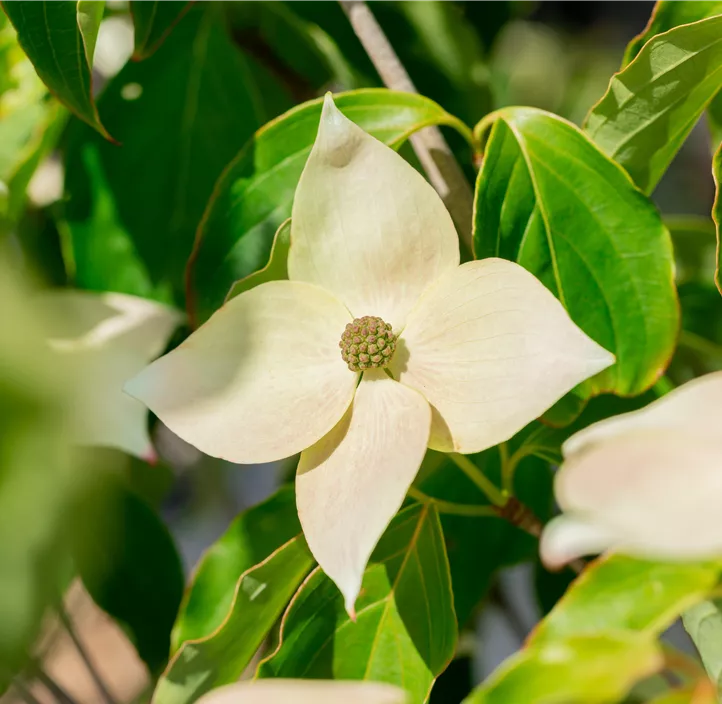 Japanischer Blumen-Hartriegel 'Teutonia'