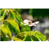 bellaflora Gartencenter GmbH