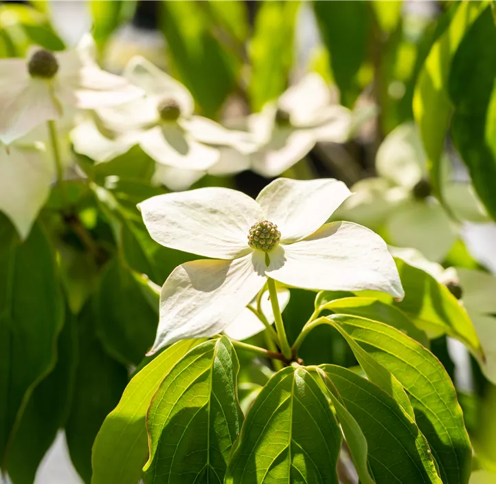 Japanischer Blumen-Hartriegel 'Teutonia'