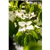 bellaflora Gartencenter GmbH