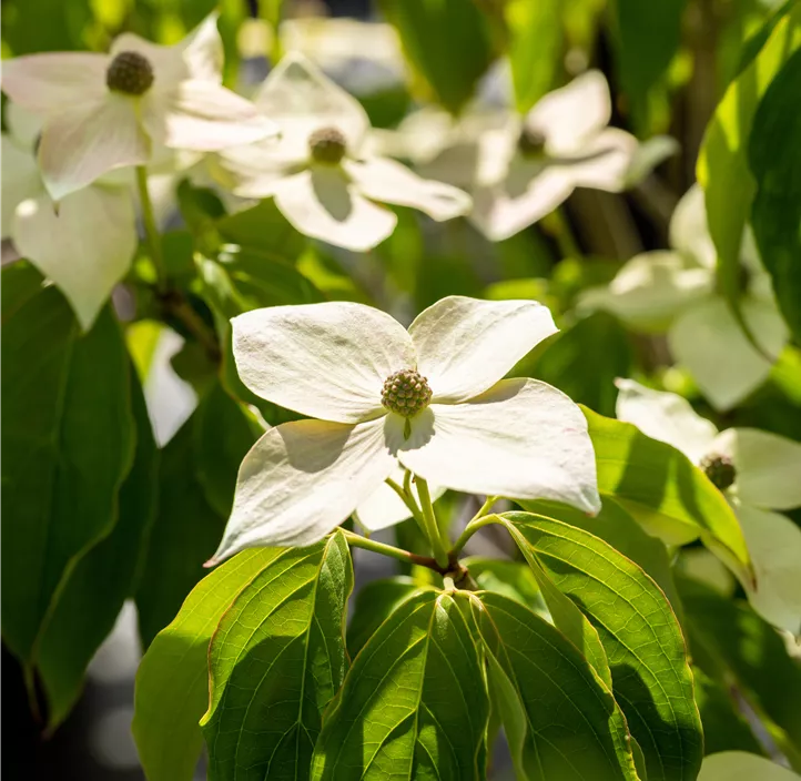Japanischer Blumen-Hartriegel 'Teutonia'