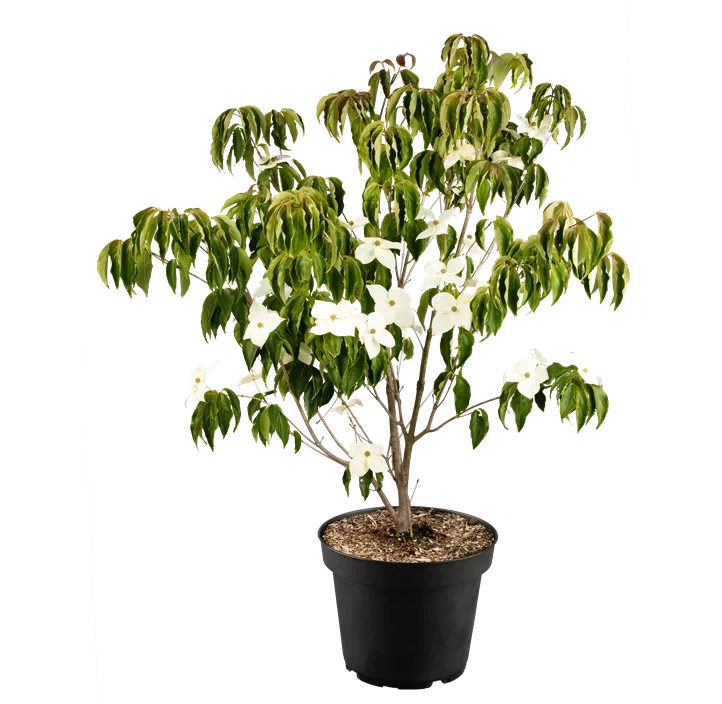 Japanischer Blumen-Hartriegel 'Teutonia'