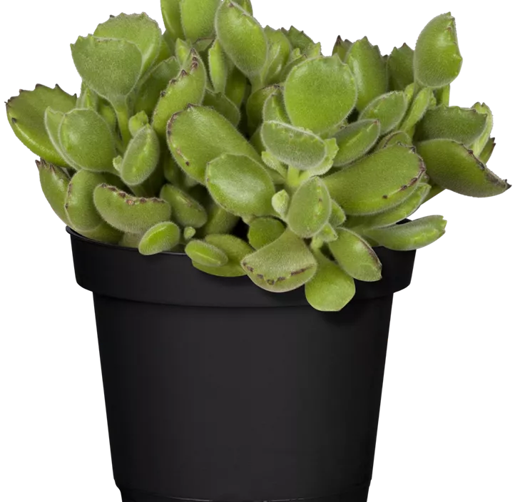 Cotyledon
