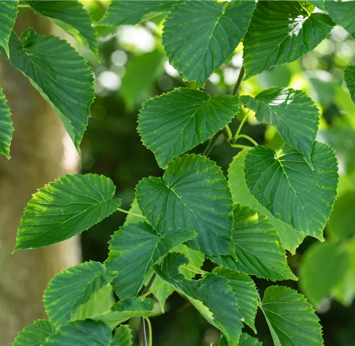 Taschentuchbaum