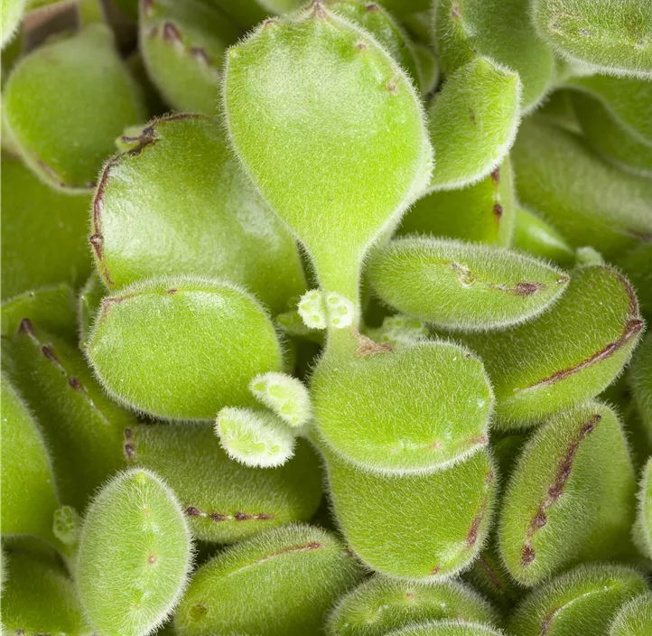 Cotyledon 'Green Footprint'