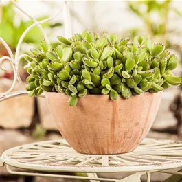 Cotyledon tomentosa Green Footprint