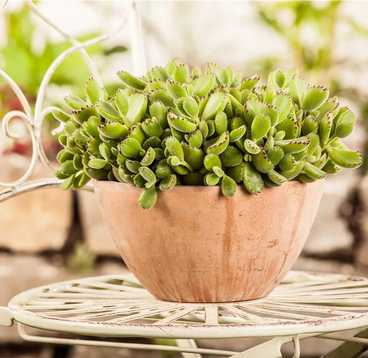 Cotyledon 'Green Footprint'