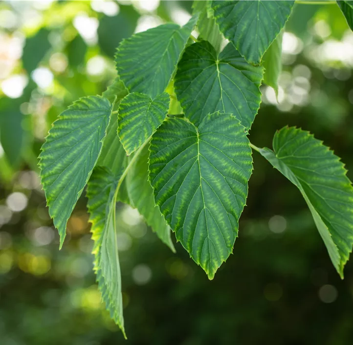 Taschentuchbaum