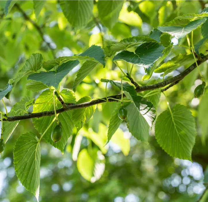 Taschentuchbaum