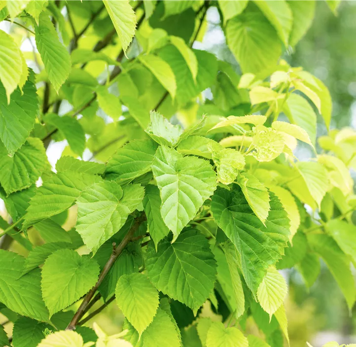 Taschentuchbaum