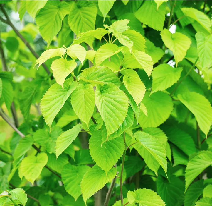 Taschentuchbaum