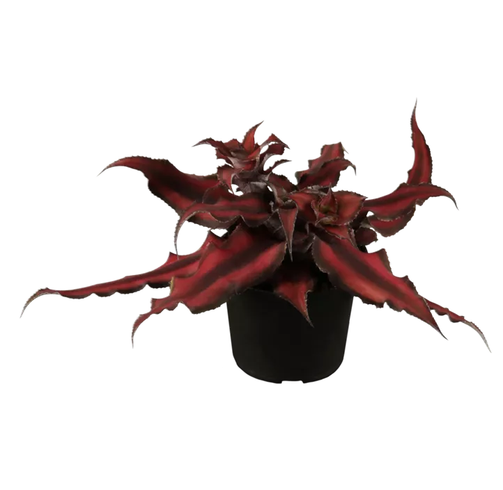 Erdbromelie 'Red Star'