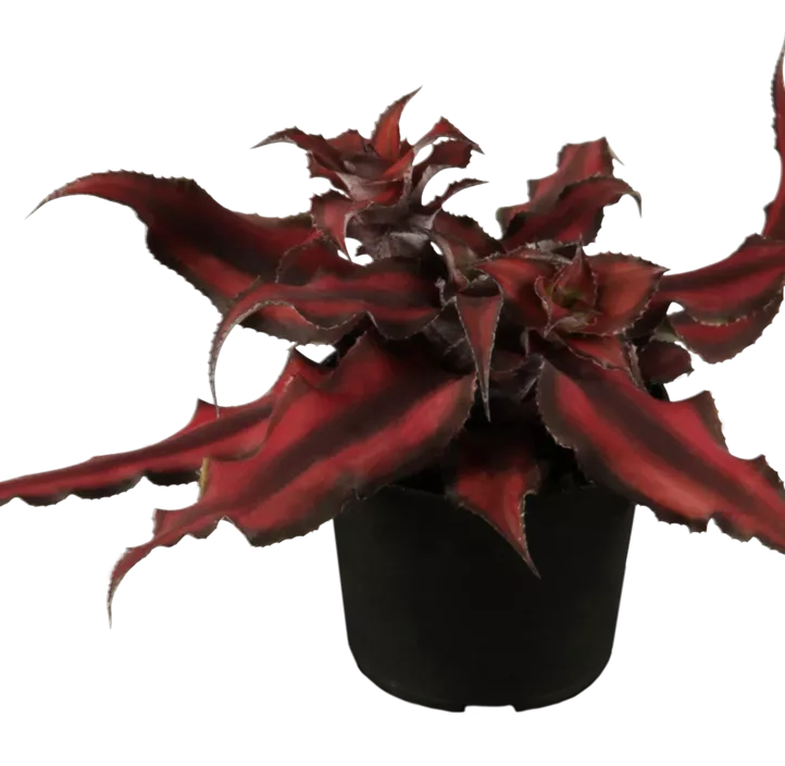 Erdbromelie 'Red Star'
