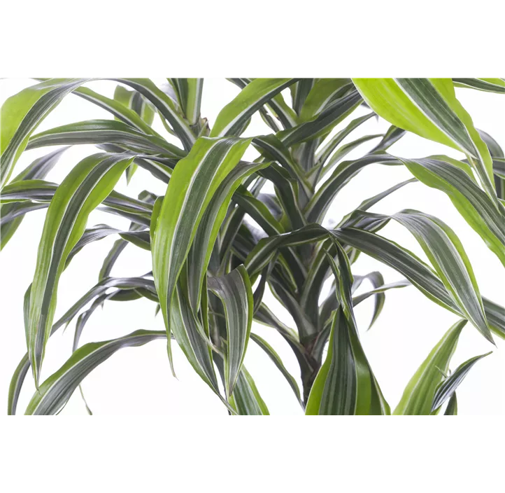 Drachenbaum 'Lemon Lime'