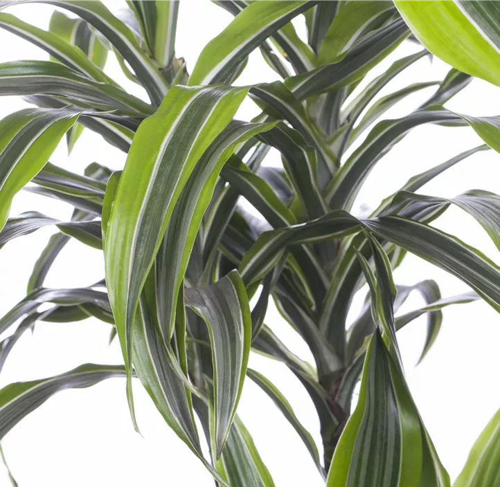 Drachenbaum 'Lemon Lime'