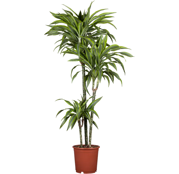 Drachenbaum 'Lemon Lime'