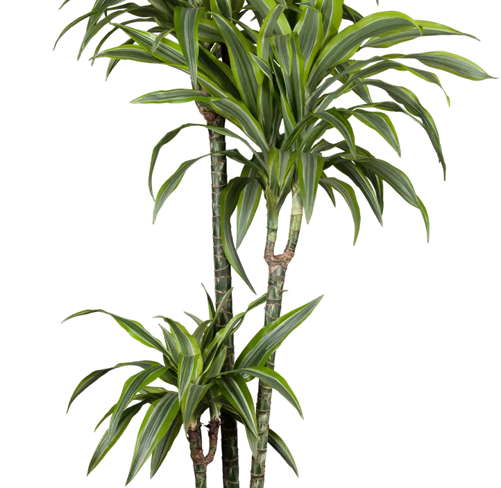 Drachenbaum 'Lemon Lime' Drachenbaum 'Lemon Lime'