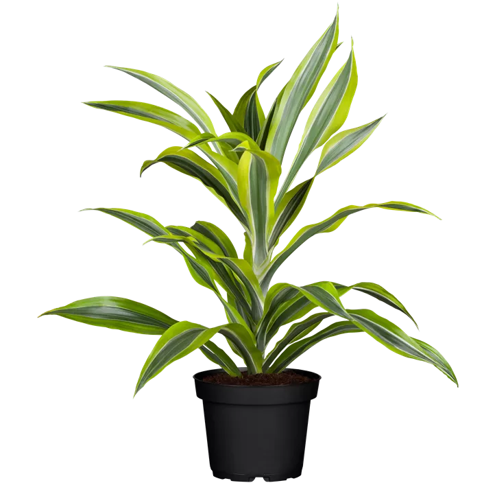 Drachenbaum 'Lemon Lime'