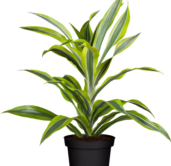 Drachenbaum 'Lemon Lime' Drachenbaum 'Lemon Lime'