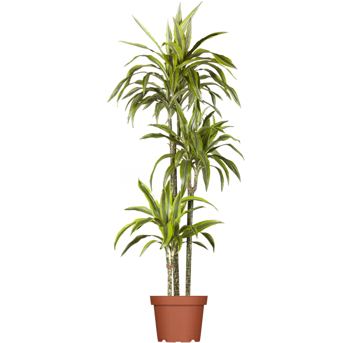 Drachenbaum 'Lemon Lime'