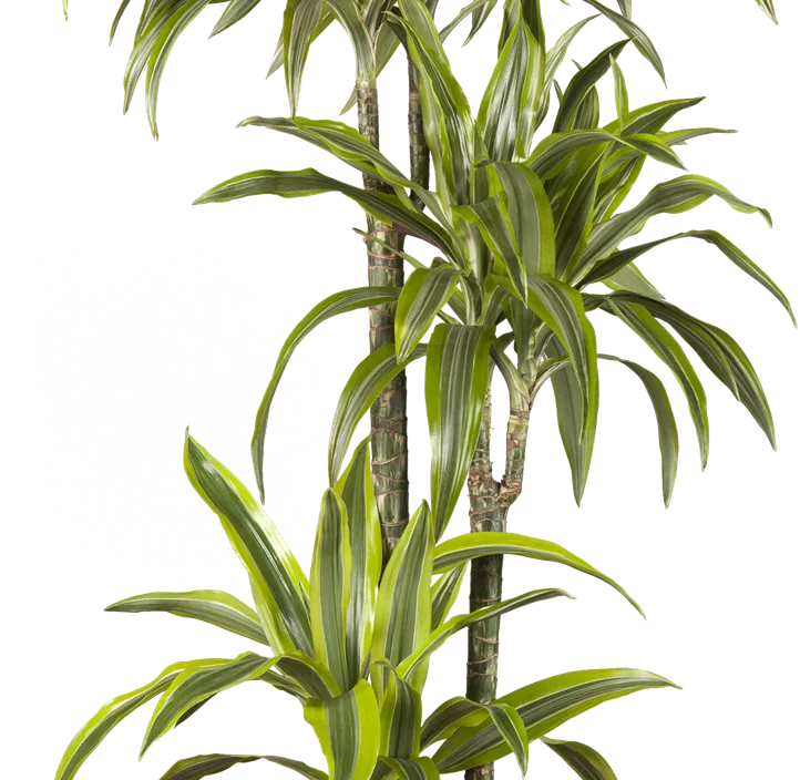 Drachenbaum 'Lemon Lime' Drachenbaum 'Lemon Lime'