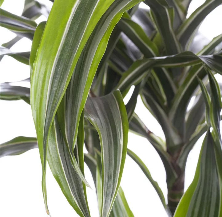 Drachenbaum 'Lemon Lime'