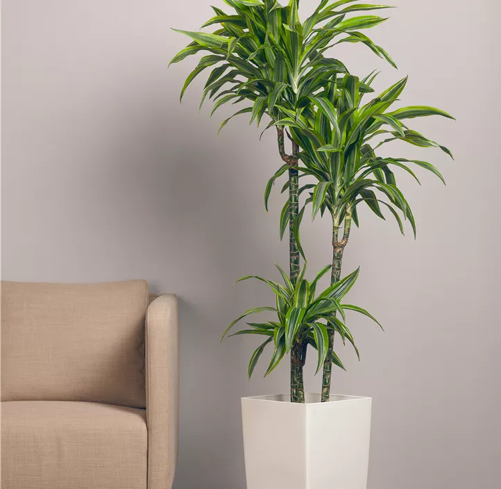 Drachenbaum 'Lemon Lime'