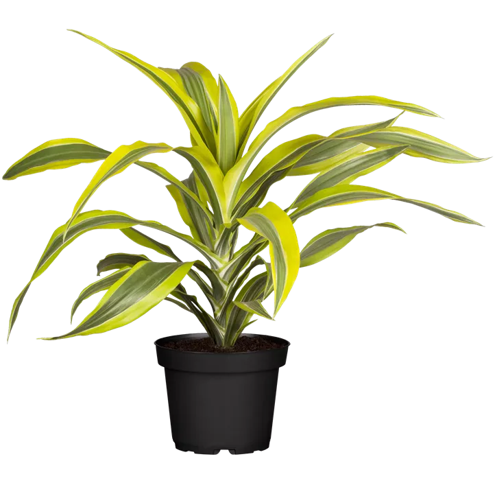 Drachenbaum 'Lemon Lime'
