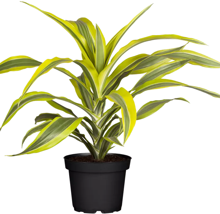 Drachenbaum 'Lemon Lime' Drachenbaum 'Lemon Lime'