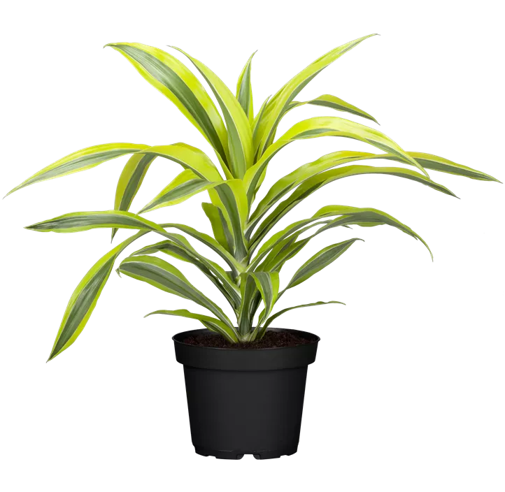 Drachenbaum 'Lemon Lime'