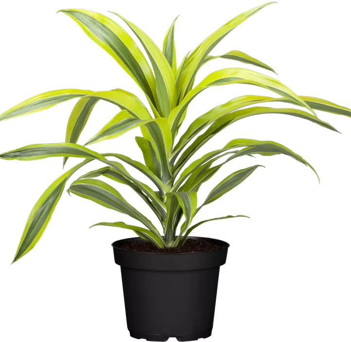 Drachenbaum 'Lemon Lime' Drachenbaum 'Lemon Lime'