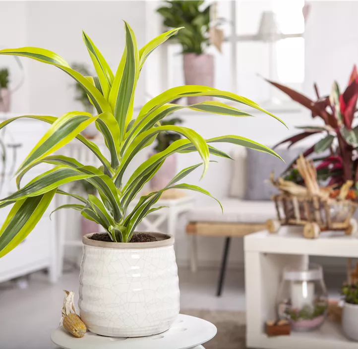 Drachenbaum 'Lemon Lime'