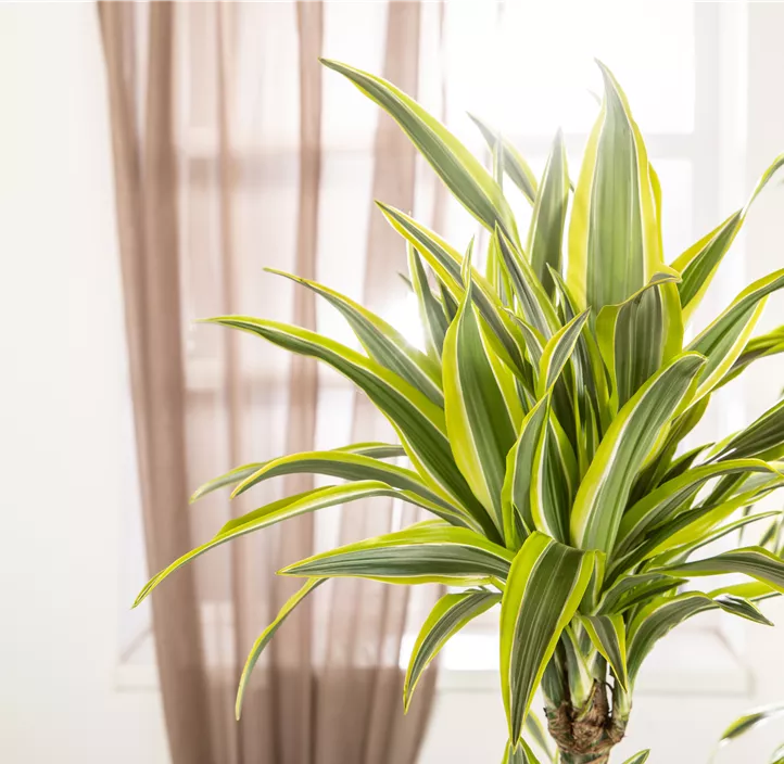 Drachenbaum 'Lemon Lime'
