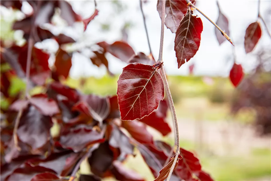 hedera helix temperature Hedera helix ENGLISH IVY – Ferri Seeds