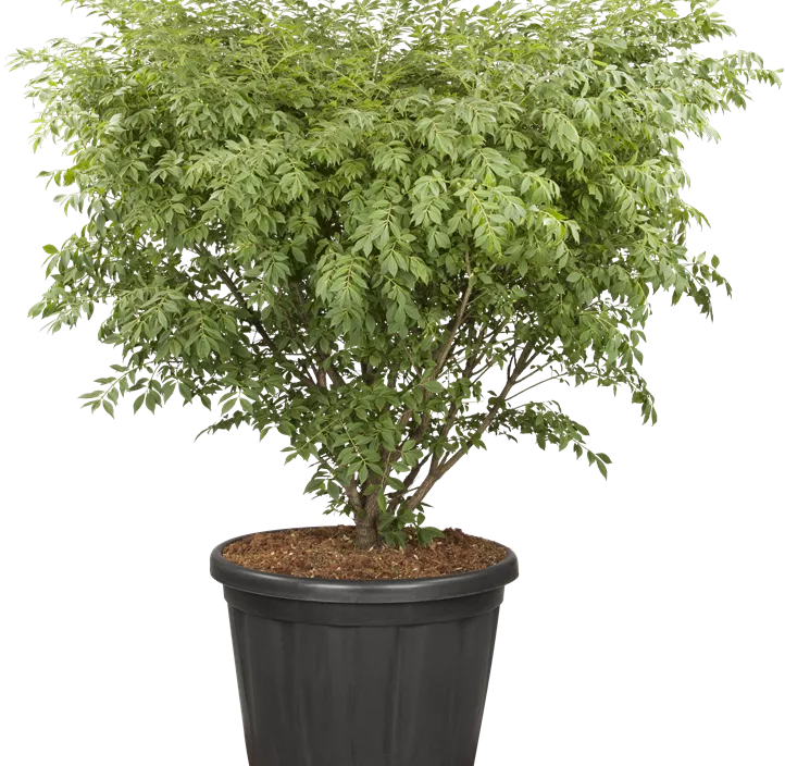 Korkflügelstrauch 'Compactus' Korkflügelstrauch 'Compactus'