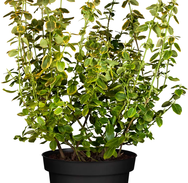 Kriechspindel 'Canadale Gold' Kriechspindel 'Canadale Gold'