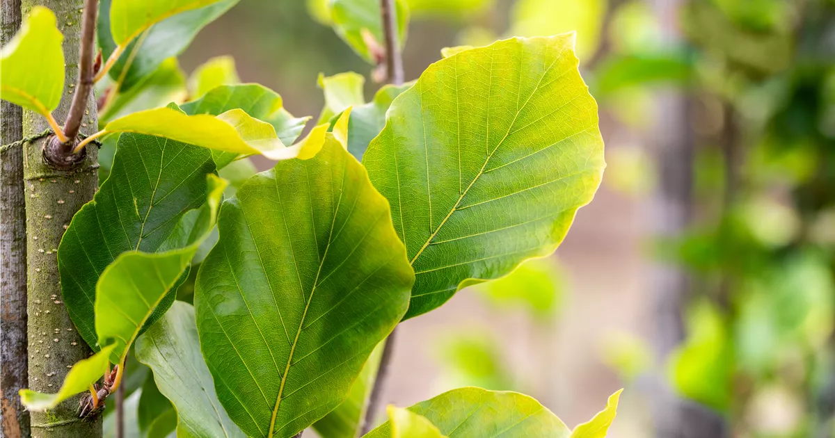 drachenfrucht kaktus kaufen Gelbe Drachenfrucht