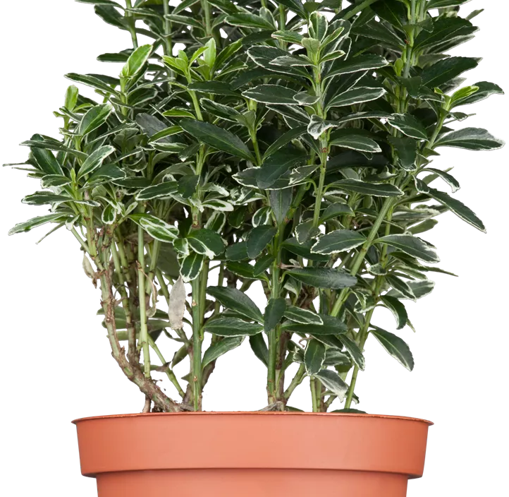 Immergrüne Japanspindel